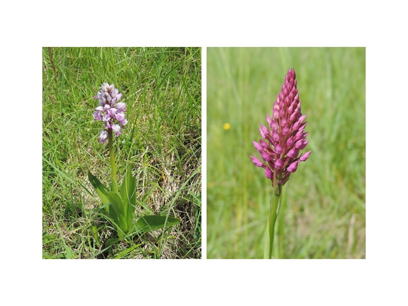 orchis-militaire-et-orchis-pyramidal