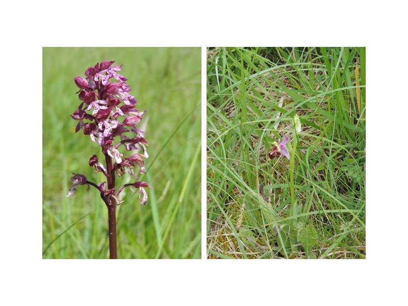 orchis-pourpre-et-ophrys-abeille